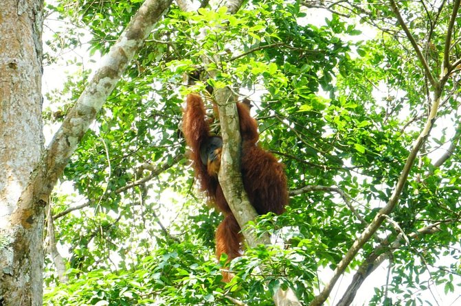 Two Days Orangutans Adventure in Gunung Leuser - Itinerary Overview