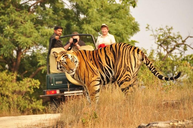 Two Night Safari Experience Ranthambore National Park &Transfers - Safari Experience Highlights