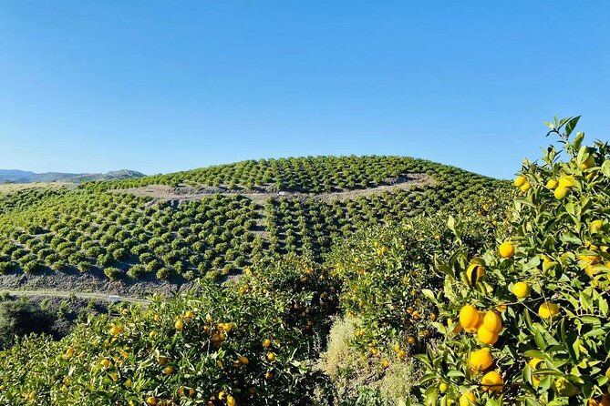 U-Pick - Tangerine and Lemon Picking at Sunmist Tangerine Farm - Farm Overview