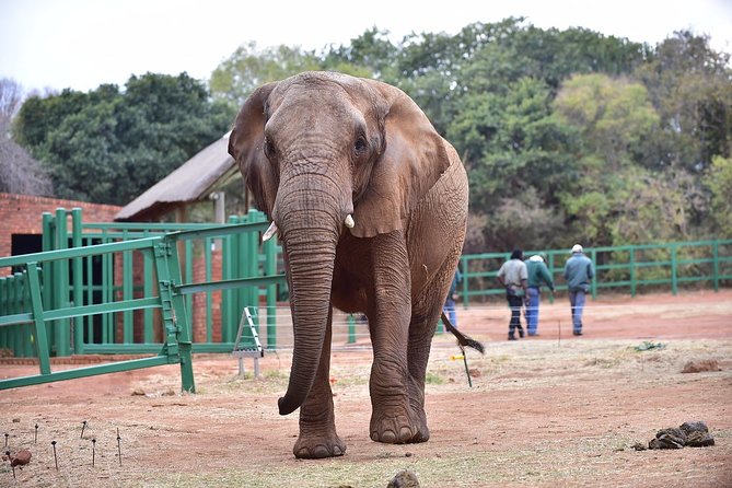 Ultimate Elephant Sanctuary Tour - Overview of the Elephant Sanctuary Tour