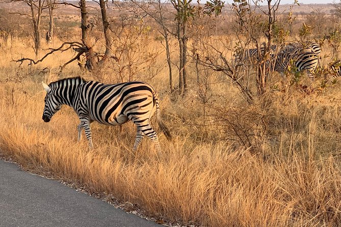 Ultimate Safari to Pilanesberg National Park From Johannesburg - Overview of Pilanesberg National Park