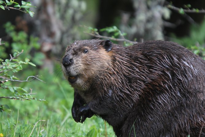 Ushuaia: Nature and Beaver Spotting Night Tour (Feb ) - Tour Itinerary