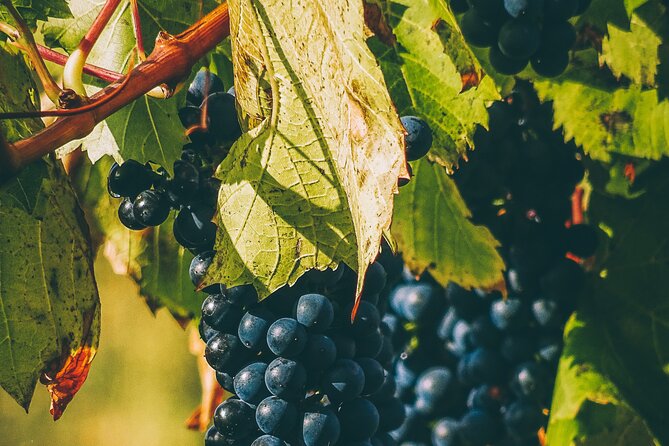 Valle De Guadlaupe Winery and Vineyard Tour From San Diego - Tour Details