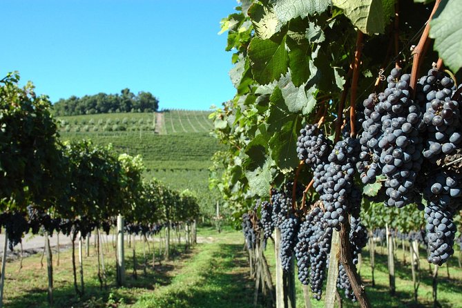 Vineyard and Wine Tasting Tour: Miolo, Lovara, and Peterlongo (Feb ) - Tour Itinerary