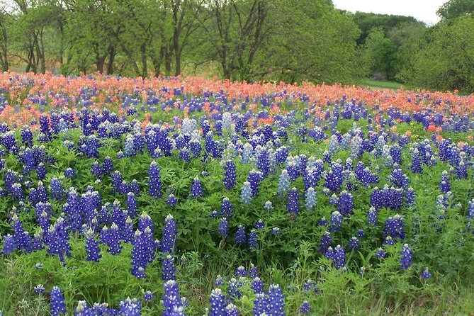 Violet Crown Wildflower Center Bike Tour - Tour Overview