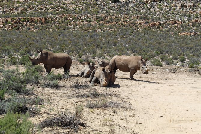 Visit African Big 5 Safari Aquila Game Reserve From Cape Town - Full Day - Trip Inclusions
