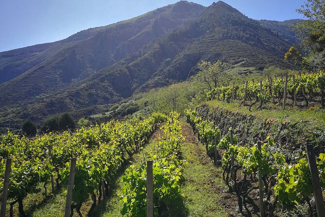 Walk Through the Vineyards in Salina and Caper Tasting - Salina Vineyards: A Scenic Walk