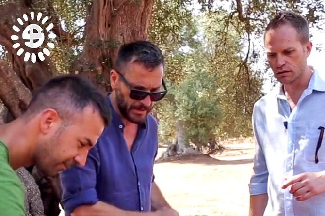 Walking to the Shade of the Ancient Olive Trees of Torre Guaceto (Puglia) - Olive Tree Grove Delights