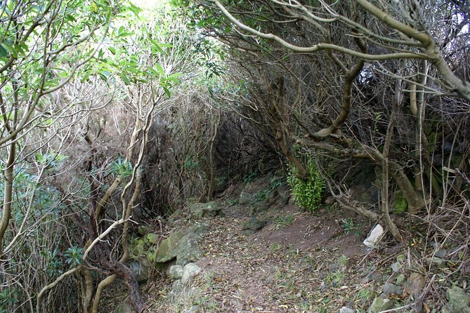 Walking Trails of Terceira - Discover the Volcanic Landscapes