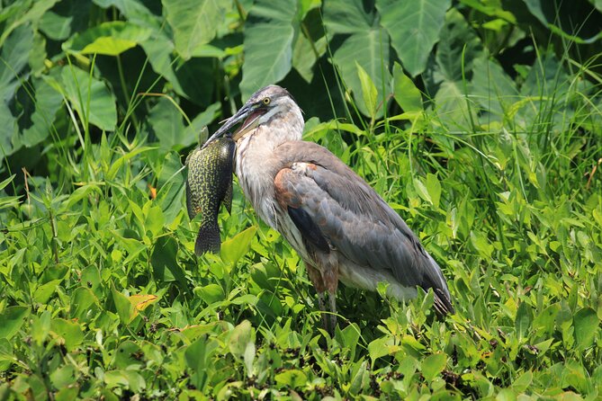Wekiva Wildlife Kayaking Adventure Tour - Tour Overview