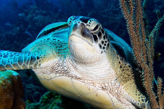 West Bay Beach Discover Scuba Diving Course for Beginners  - Roatan - Inclusions and Logistics