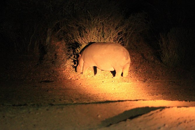 Western Cape Small-Group Night Safari - Safari Details