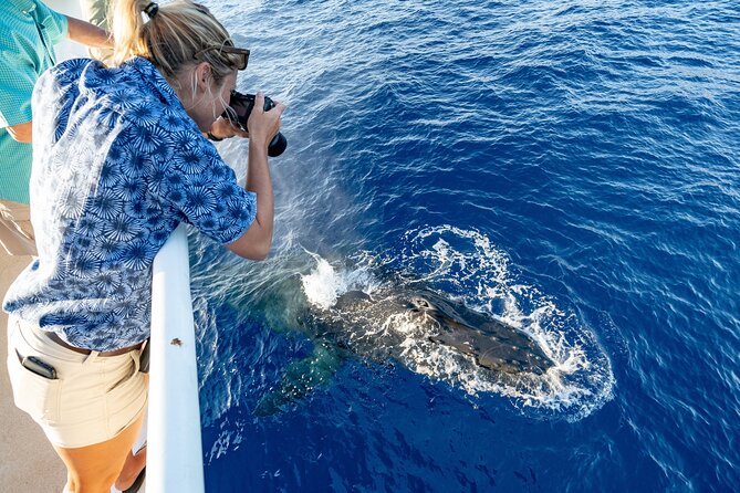 Whale and Dolphin Watch Boat Cruise in Oahu - Activity Overview