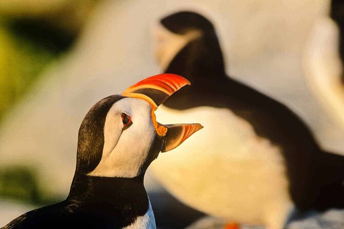Whale and Puffin Watching Tour - Tour Details and Inclusions