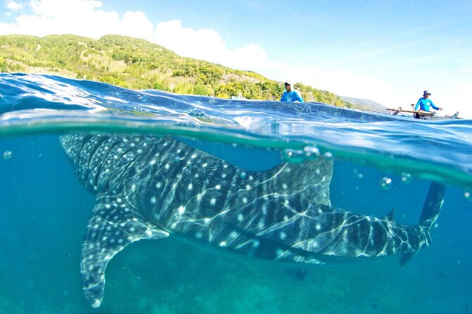 Whale Shark, Canyoneering, Sardines Run and Turtles With Transpo - Highlights of Whale Shark Encounter