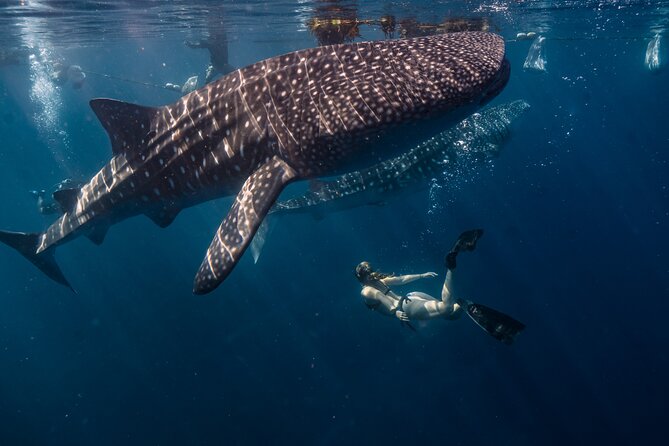 Whale Shark Encounter and Kawasan Falls Canyoneering With Lunch - Tour Highlights