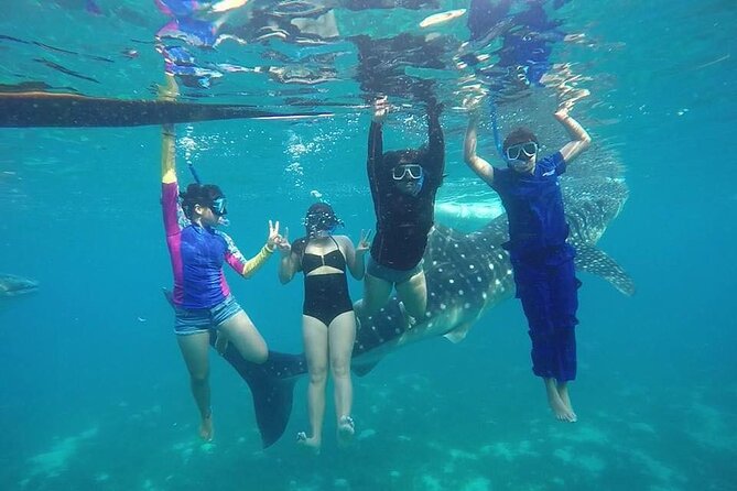 Whale Shark Encounter and Sumilon Sandbar With Tumalog Falls - Experience Highlights