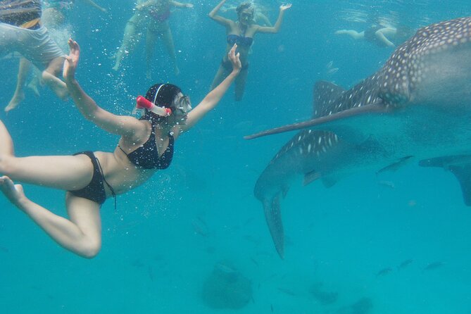 Whale Shark Swimming, Sumilon Sandbar and Kawasan Falls Tour - Itinerary Overview
