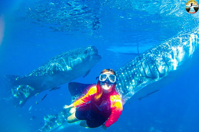 Whale Shark Swimming, Tumalog Falls and Kawasan Canyoneering - Whale Shark Encounter