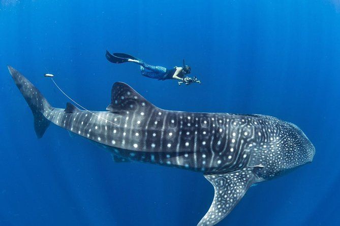 Whale Shark & Tumalog Falls & Pescador & Sardine Run & Turtle - Tour Highlights
