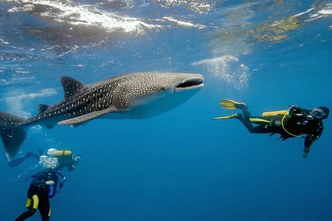 Whale Shark Watching and Sumilon Sandbar Private Tour Package - Tour Package Highlights