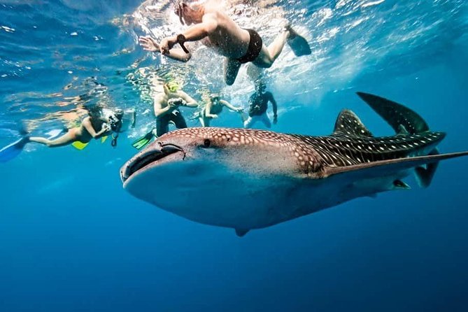 Whale Shark Watching Simala Church Day Tour - Tour Highlights