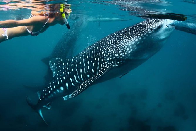 Whale Shark Watching & Tumalog Falls & Kawasan Falls - Whale Shark Watching Experience