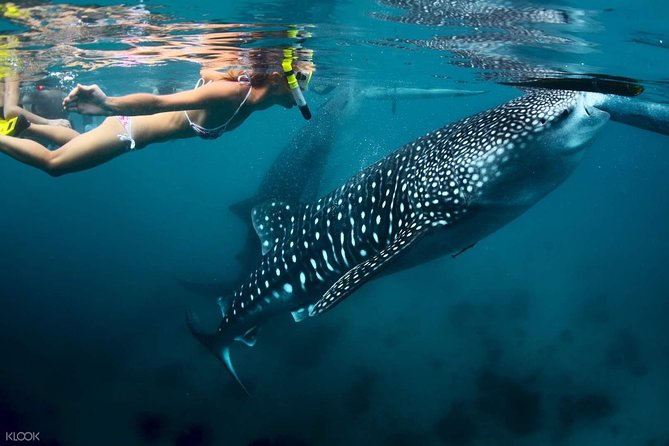 Whale Shark With Tumalog Falls & Sumilon Sandbar - Itinerary Details