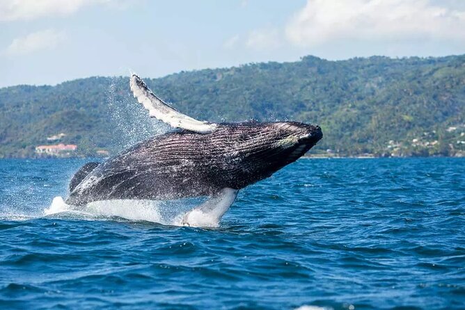 Whale Watching and Montana Redonda - Activity Details