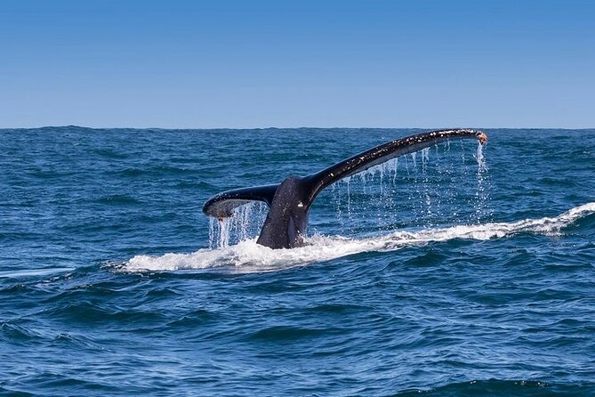 Whale Watching and Winelands Tour - Tour Inclusions and Transportation