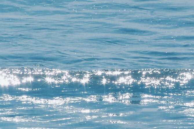 Whale Watching Cruise From Newport Beach - Departure Location and Time