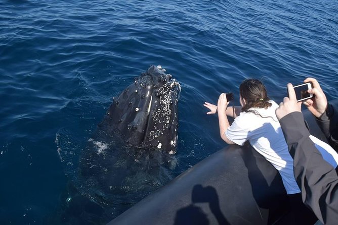 Whale Watching Day Trip From Punta Cana - Pick Up in Your Hotel. - Whale Watching Experience