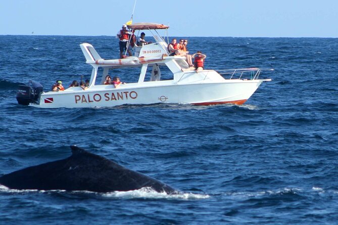 Whale Watching Experience Samana Bay With Lunch From Boca Chica - Tour Highlights