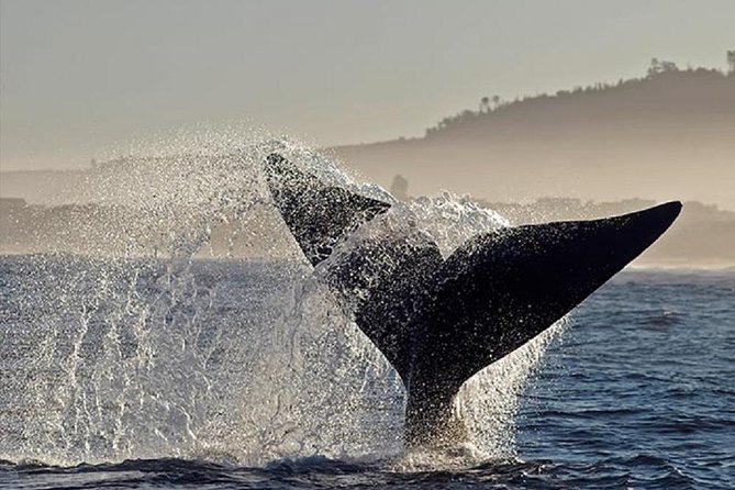 Whale Watching In Hermanus Tour - Land-Based Whale Watching Experience