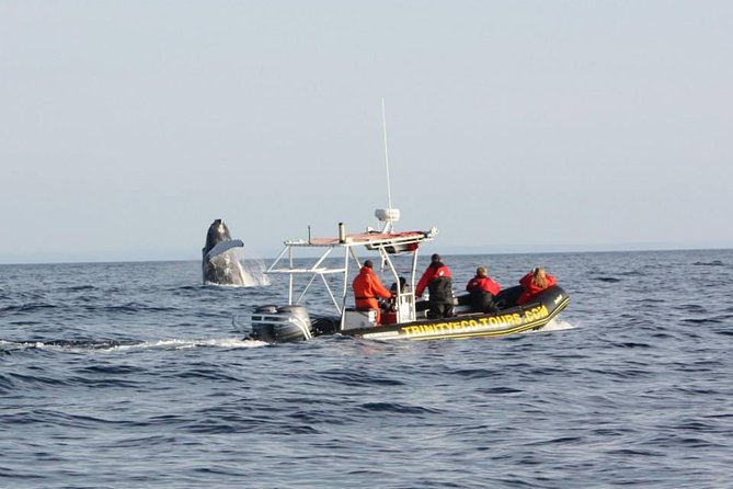 Whale Watching Marine Wildlife Excursion by Kayak - Overview of Newfoundlands Marine Wildlife