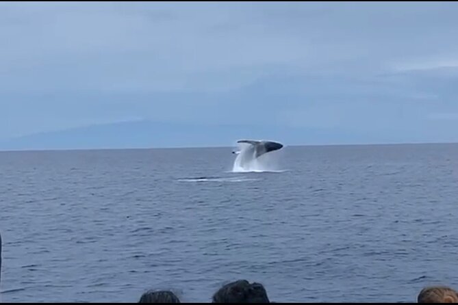 Whale Watching on Big Island - Tour Highlights