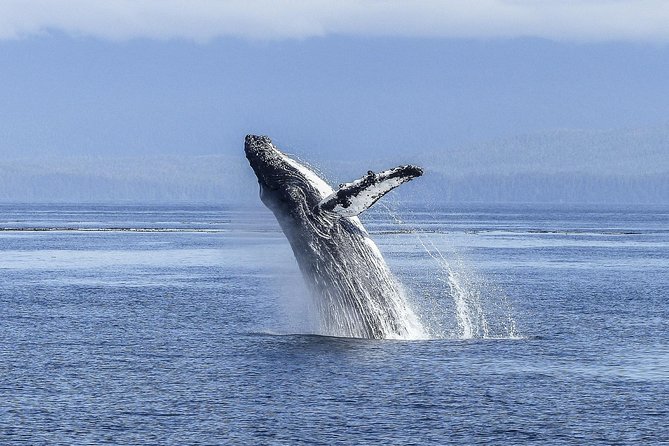 Whale Watching Tour From Cape Town - Pricing and Booking