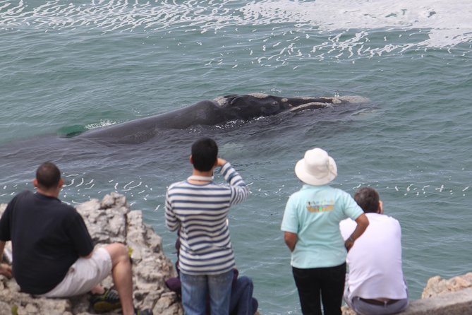Whale Watching Walking Tours (Land-Based) - From JUNE - Overview and Tour Details