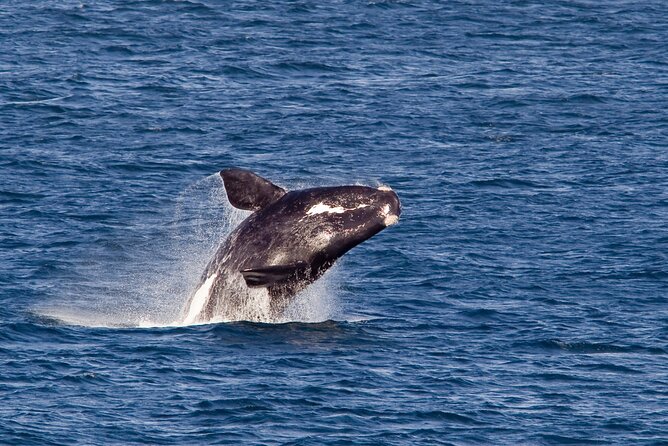 Whale Wonders: Majestic Marine Adventures in Hermanus - Whats Included in the Tour Package