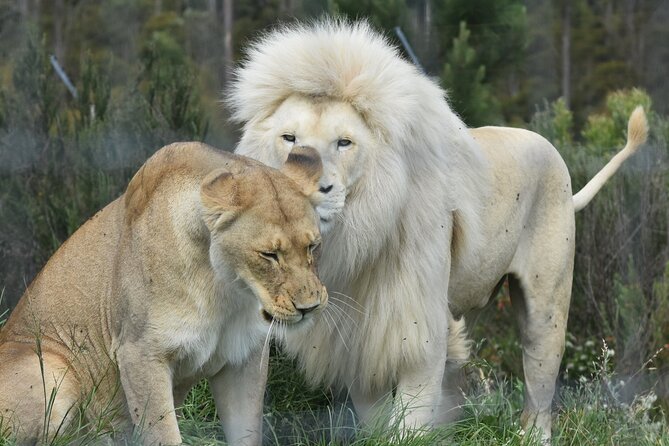 Wild Cat Experience Tour - Explore Wild Cat Habitats