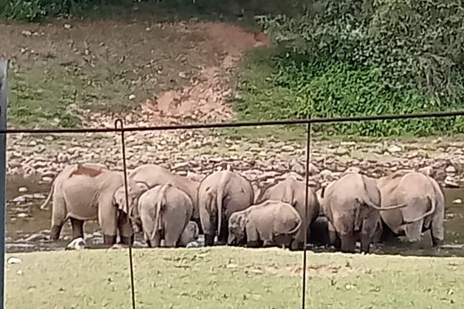 Wild Elephant Anakulam & Waterfalls Tour(Munnar Valley Trekking) - Tour Highlights