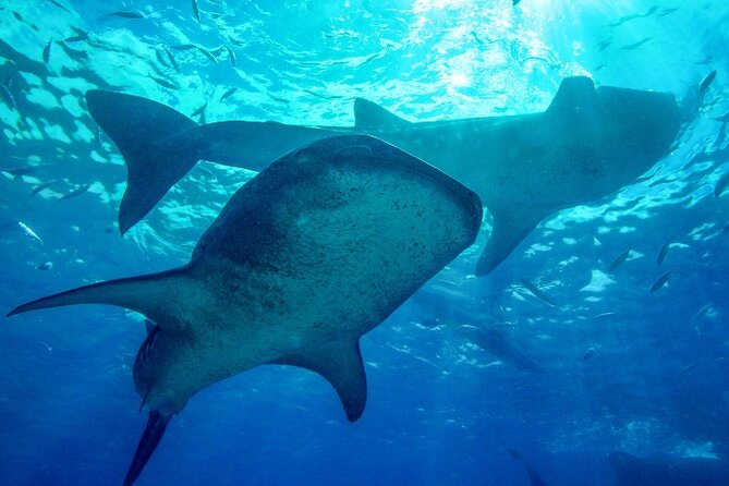 Wild N Wowed Cebu Tour: Whale Shark Snorkeling, Kawasan Canyoneering and Zipline - Tour Highlights