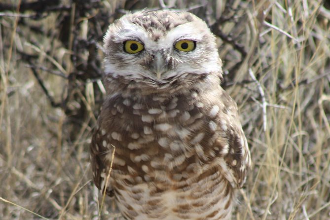 Wildlife Adventure: Peninsula Valdes & Estancia San Lorenzo - Tour Highlights