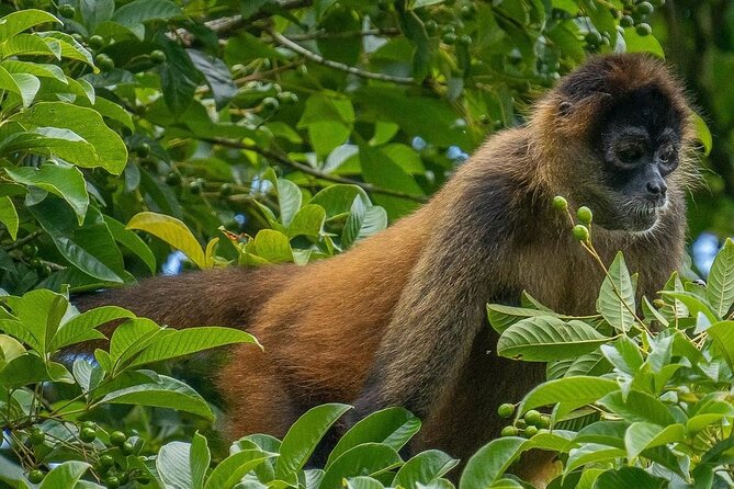 Wildlife Boat Trip Caño Negro - Tour Highlights