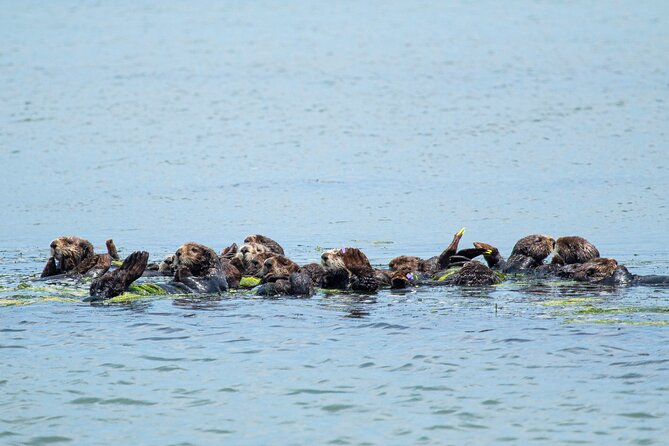 Wildlife Safari Boat Tour in Scenic Monterey Bay Wetland - Tour Details and Logistics