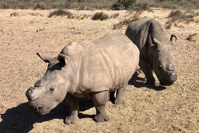 Wildlife Safari, Olive, Beer and Wine Tasting Day Tour From Cape Town - Wildlife Safari Experience