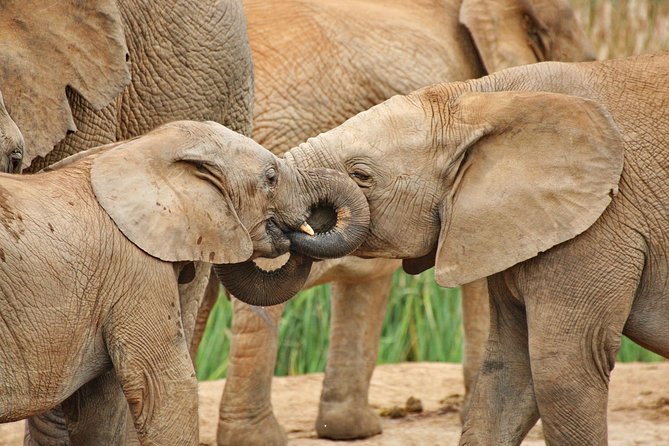 Wildlife Wonders - Addo Elephant National Park Tour - Overview of Addo Elephant National Park