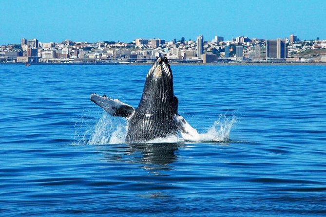 Wine-Tasting and Whale-Watching Tour From Cape Town - Common Questions