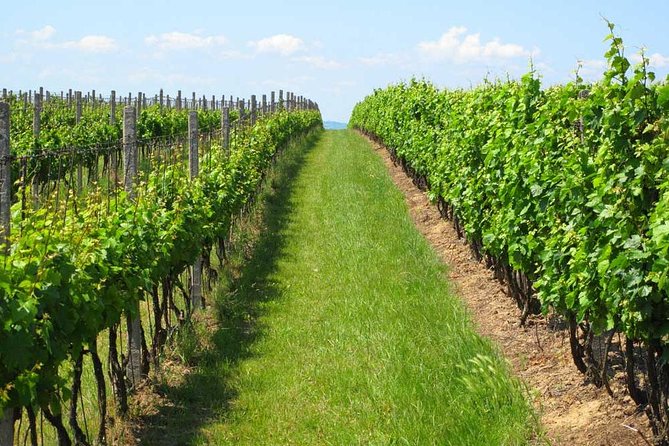 Winery Tour: Savor Uruguay's Wine Delights - Wine Tour Highlights