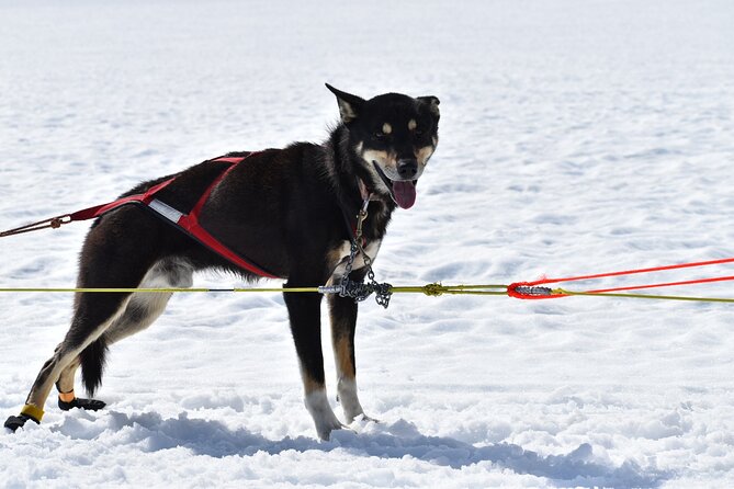 Winter Dog Sledding in Knik, Alaska - Winter Dog Sledding Experience Highlights